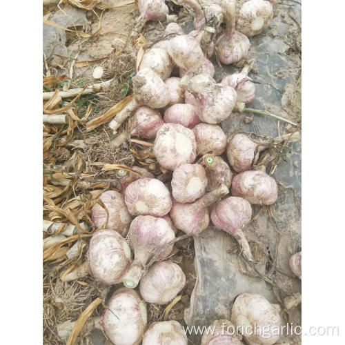 Good Quality New Crop Fresh Garlic 2019